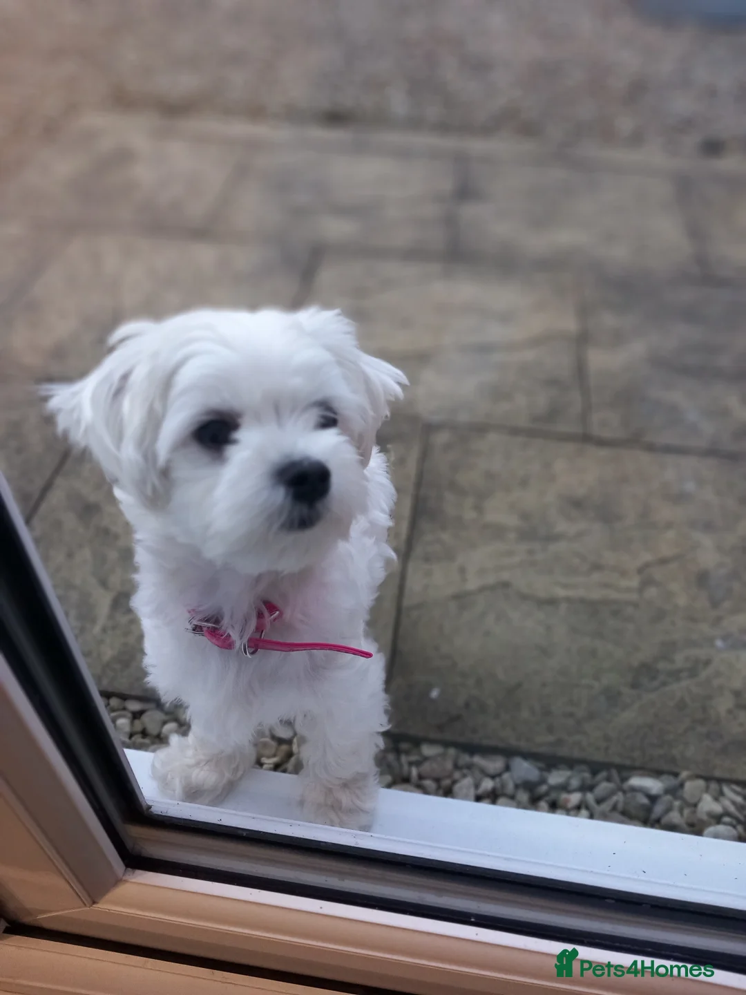 Maltese dogs for sale: 4 beautiful  mini maltese  - Advert 1
