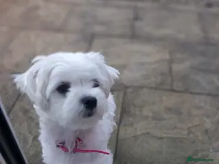 Maltese dogs 4 beautiful mini maltese - Advert 5