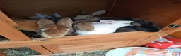 English rabbits for sale: Very nice  in Boston - Advert 9