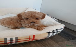 Cockapoo dogs for sale: Adorable F1B red cockapoo puppies  - Image 20