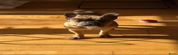 French Bulldog dogs for stud: French bulldog stud - Advert 6