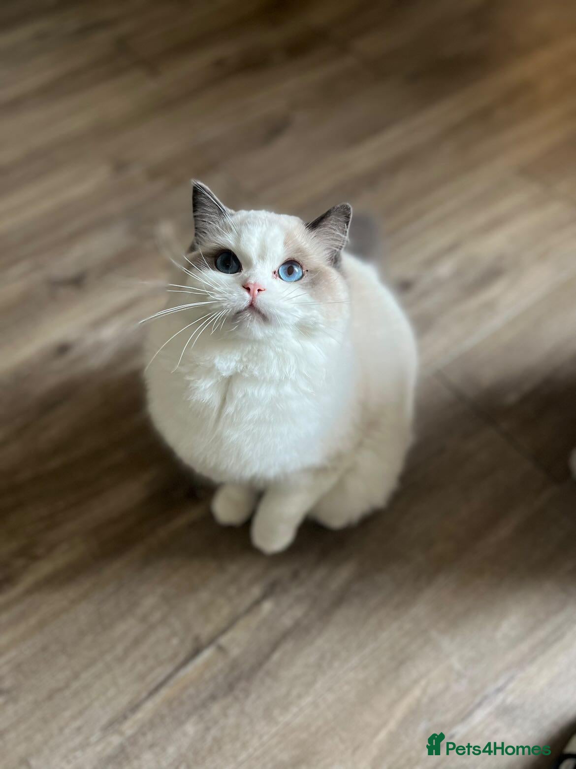 Ragdoll cats TICA ACTIVE FEMALE BI COLOUR RAGDOLL - Advert 4