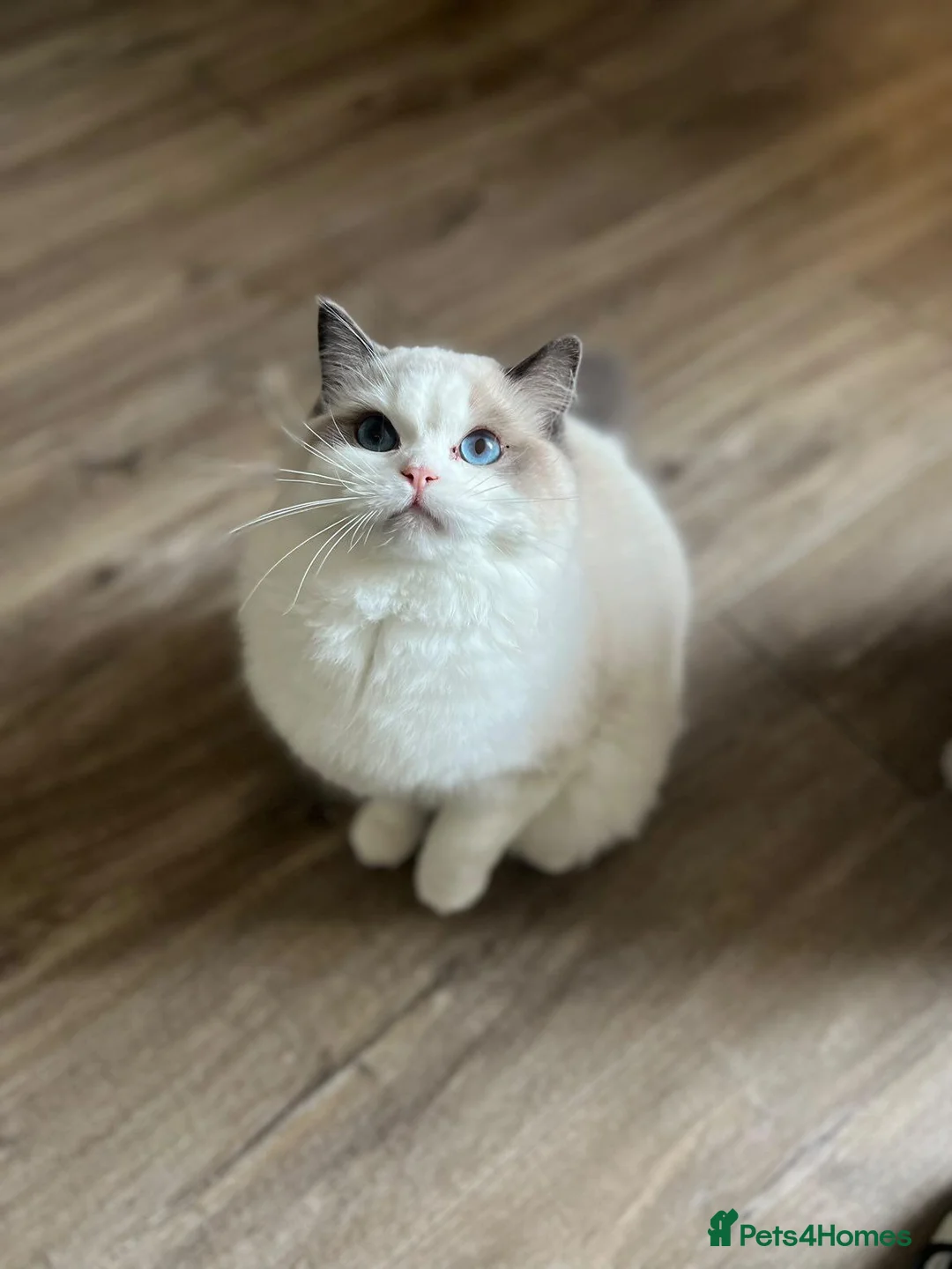 Ragdoll cats for sale: TICA ACTIVE FEMALE BI COLOUR RAGDOLL - Advert 1