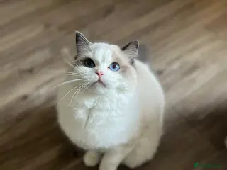 Ragdoll cats TICA ACTIVE FEMALE BI COLOUR RAGDOLL - Advert 11