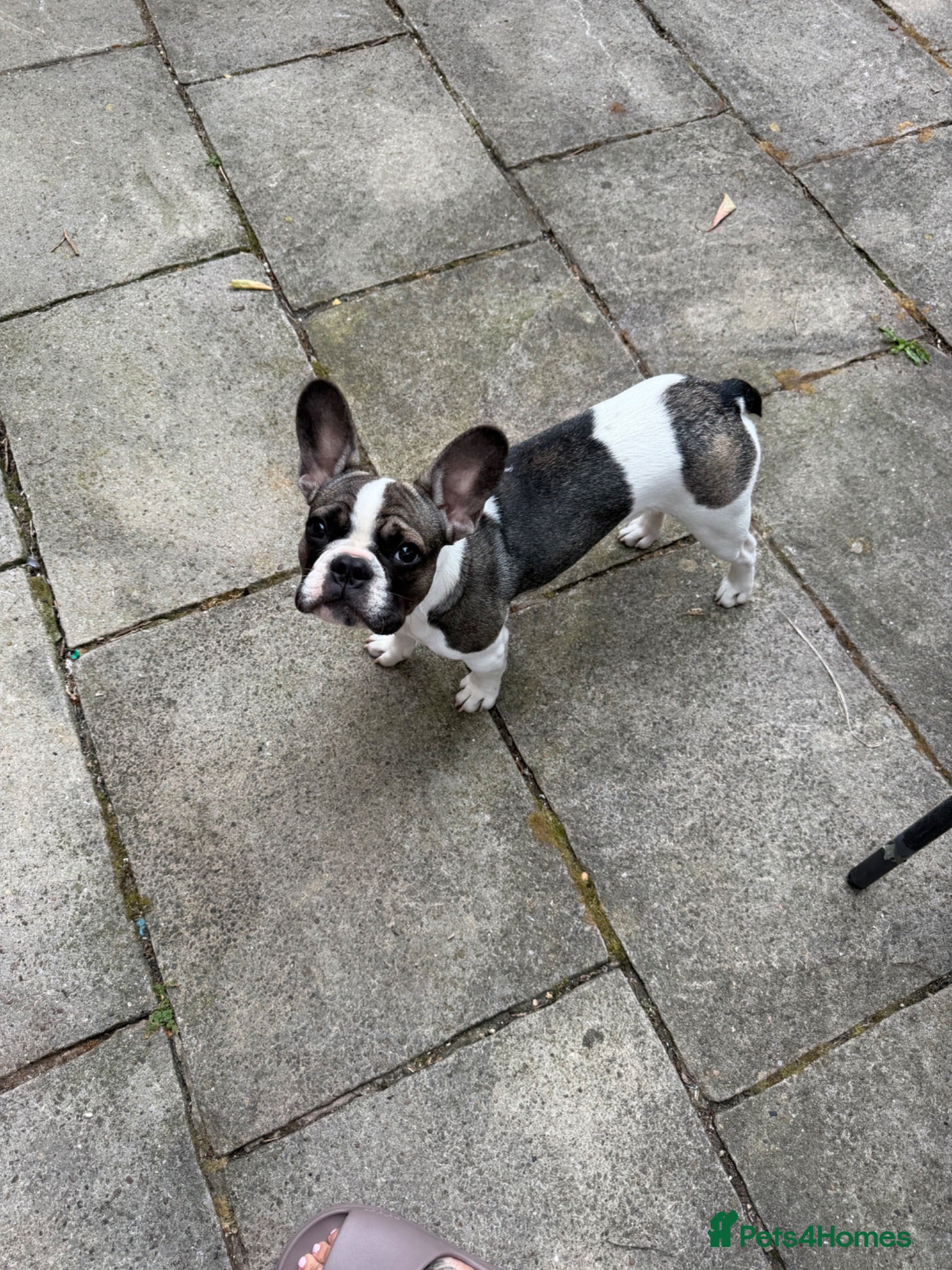 French Bulldog dogs Beautiful french bulldog - Advert 1