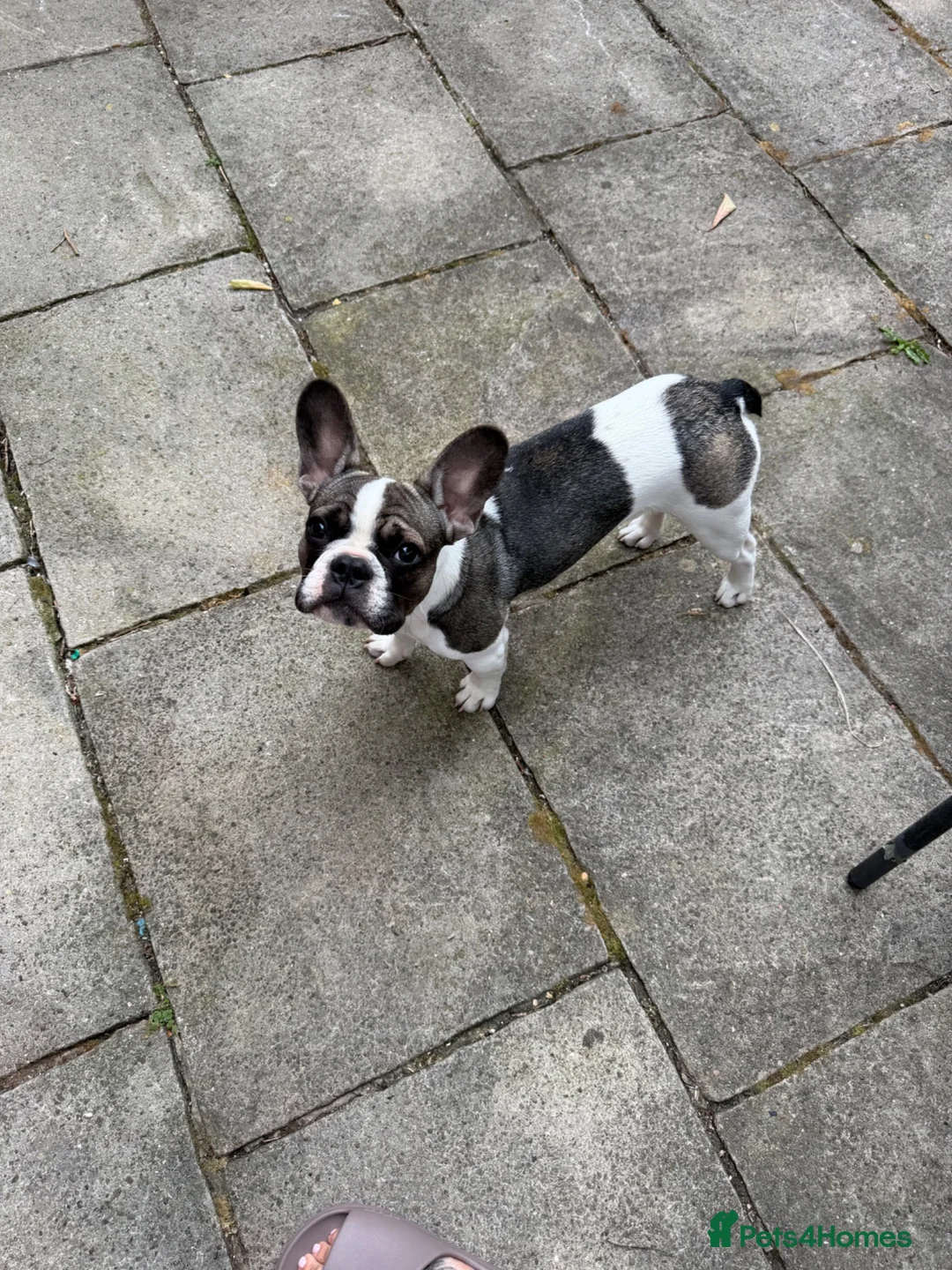 French Bulldog dogs for sale: Beautiful french bulldog - Advert 1