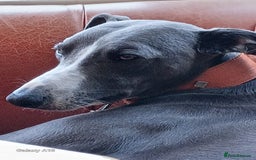 Mixed Breed dogs for sale: Bedlington x Whippet puppies - Image 7