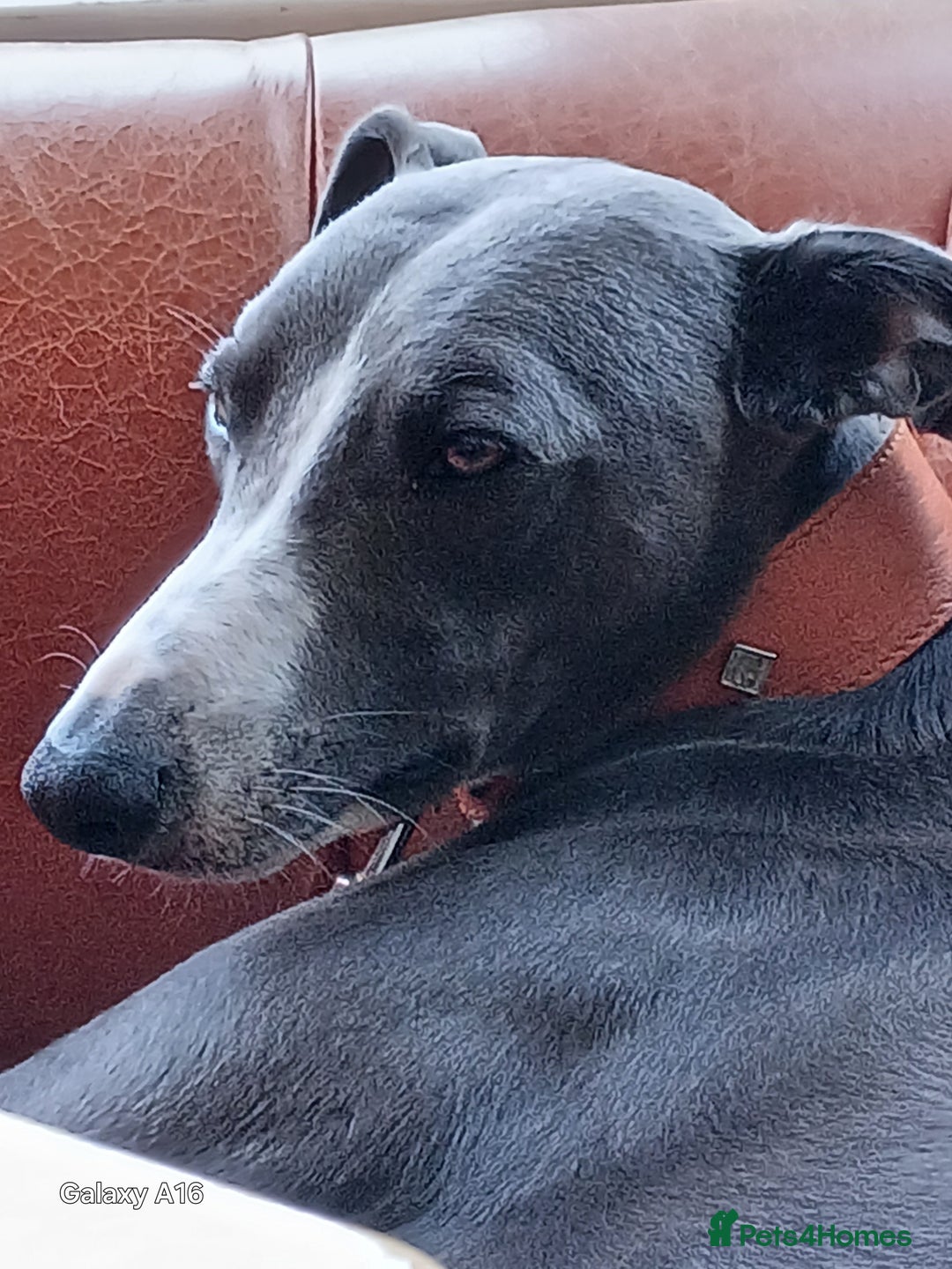 Mixed Breed dogs for sale: Bedlington x Whippet puppies - Image 7