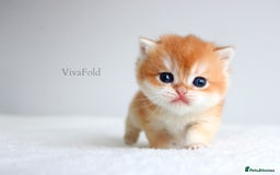 British Shorthair cats for sale: ✨Luxurious Premium Kittens ✨ - Advert 6