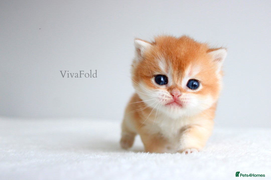 British Shorthair cats for sale: ✨Luxurious Premium Kittens ✨ - Advert 6