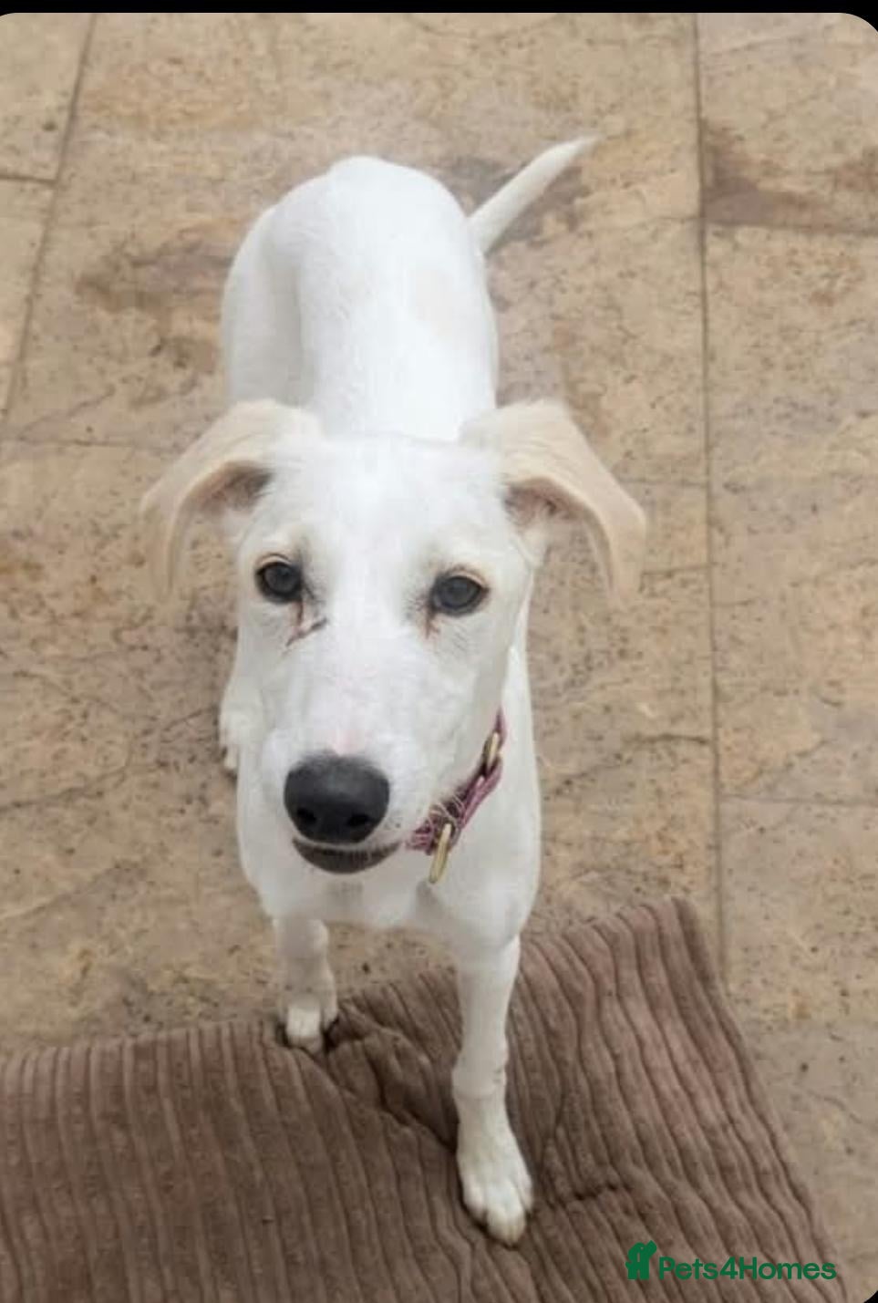 Saluki dogs 3/4 Saluki bitch pup, fantastic linage  - Advert 1
