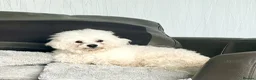 Bichon Frise dogs for sale: Pure Bichon Frise Puppies - Advert 4
