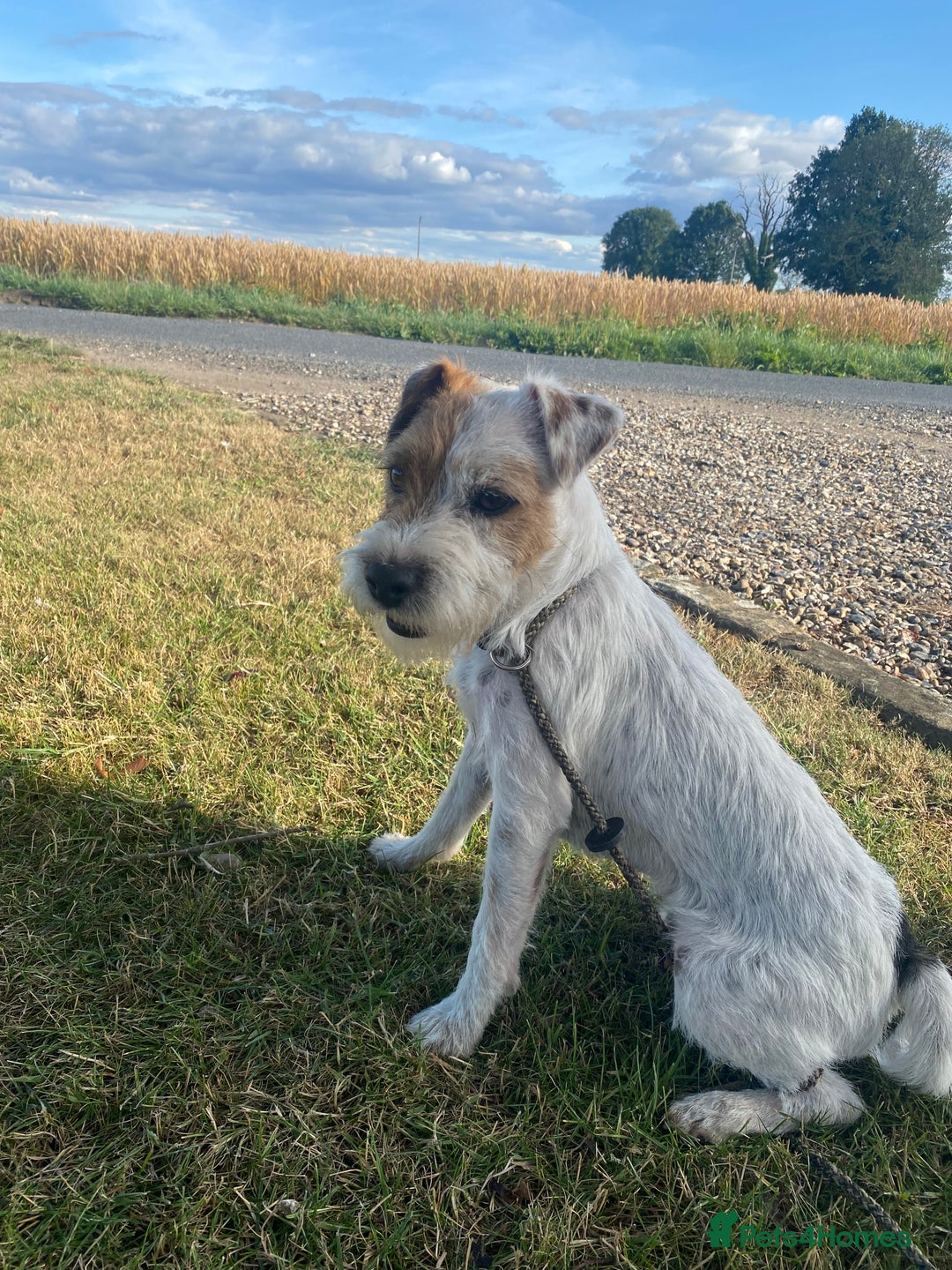 Parson Russell dogs for sale: 14 mth old male PRT - Image 2