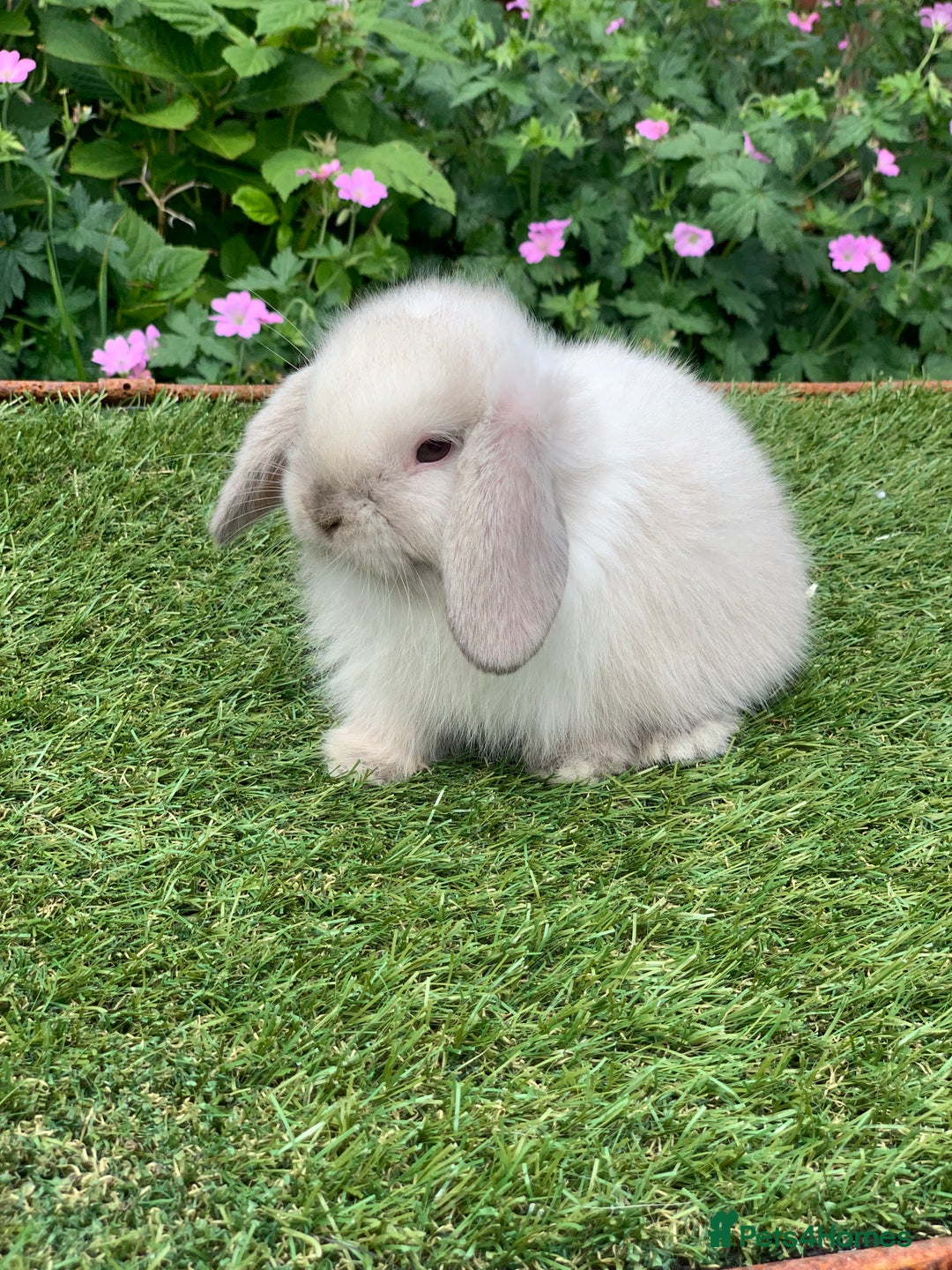 Mini Lop rabbits for sale: Pure bred mini lops  - Image 1