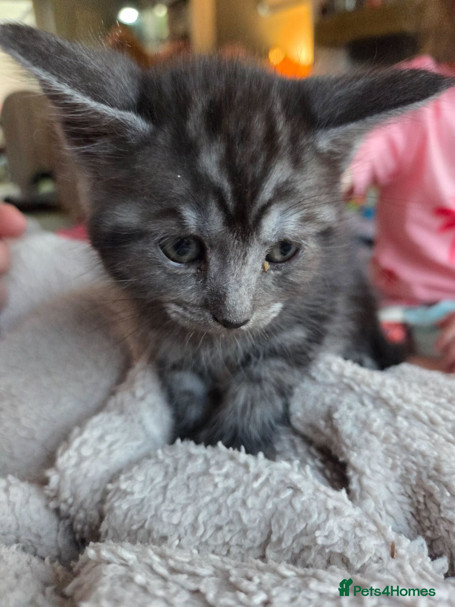 Mixed Breed cats Stunning kittens British shorthair  x maine coon - Advert 8