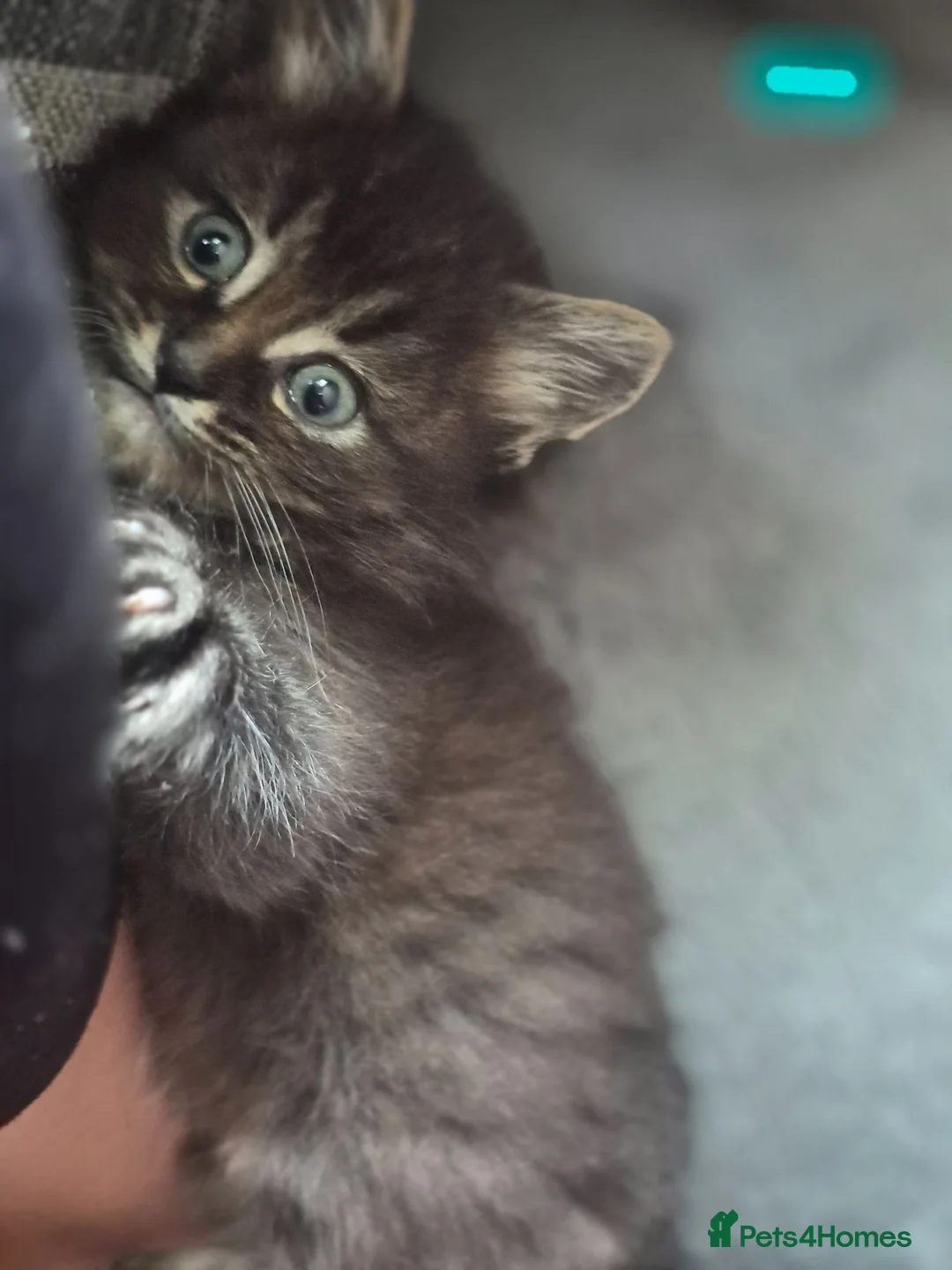 Mixed Breed cats for sale: 4 fluffy,cuddly, family kittens ❤️ - Advert 2
