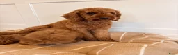 Labradoodle dogs for sale: LICENSED BREEDER TOY MINIATURE LABRADOODLES   - Advert 8