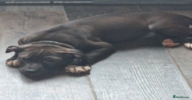 Mixed Breed dogs - Advert 13