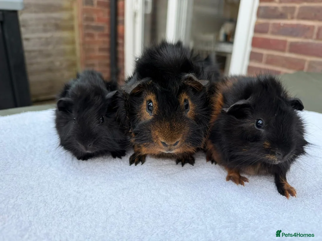 Guinea Pig rodents for sale: Male trio in Fleet - Advert 2