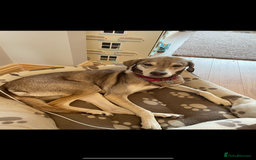 Mixed Breed dogs for sale: Vizla / husky seeking new home - Image 3