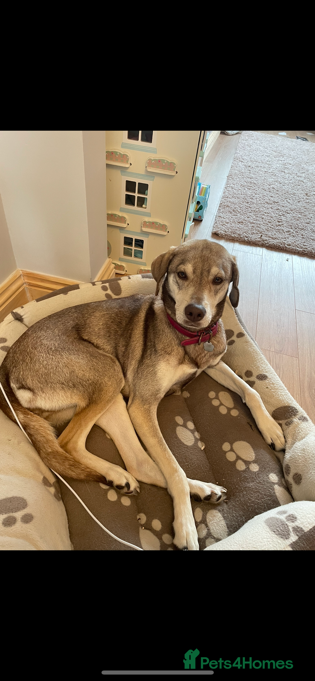 Mixed Breed dogs for sale: Vizla / husky seeking new home - Image 3