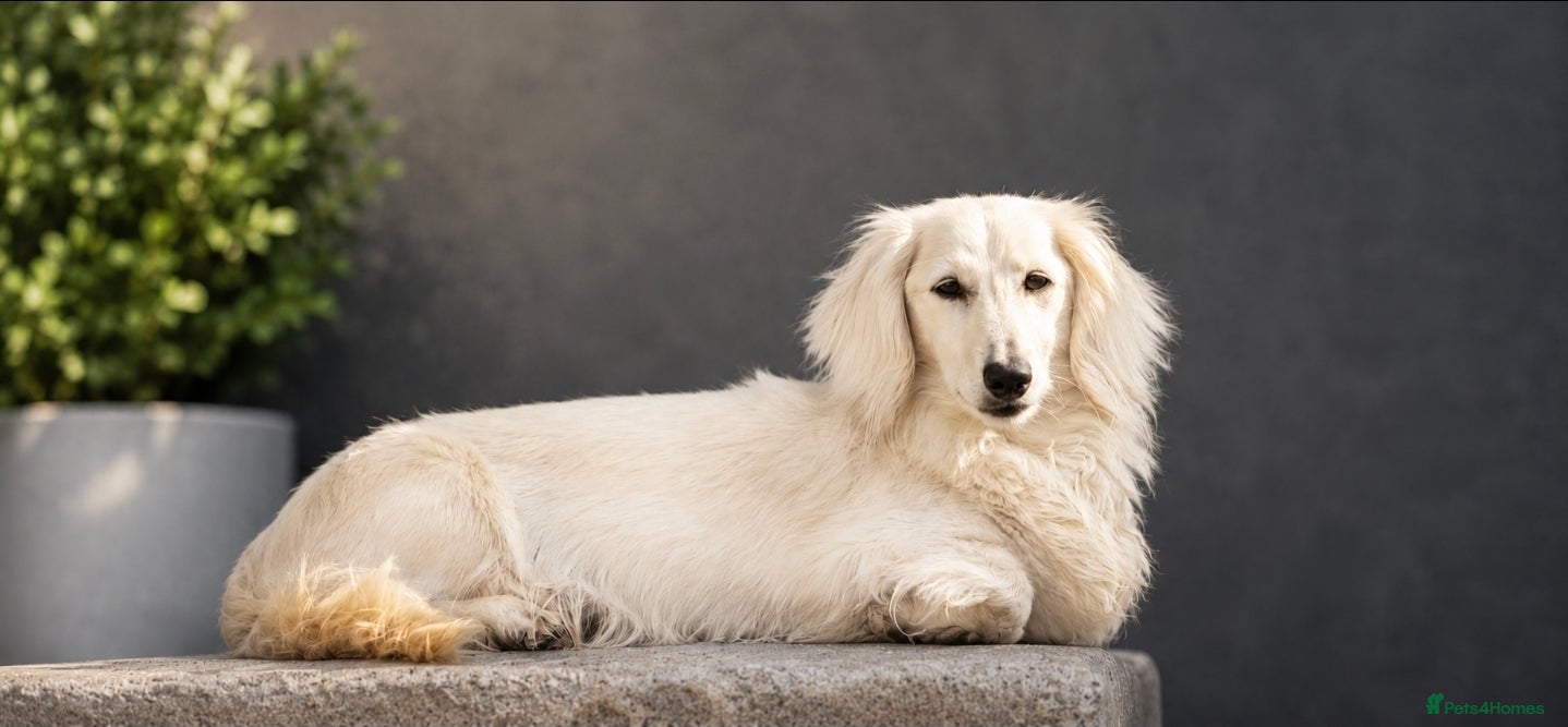 Miniature Dachshund dogs 1 Cream Mini boy - Advert 2