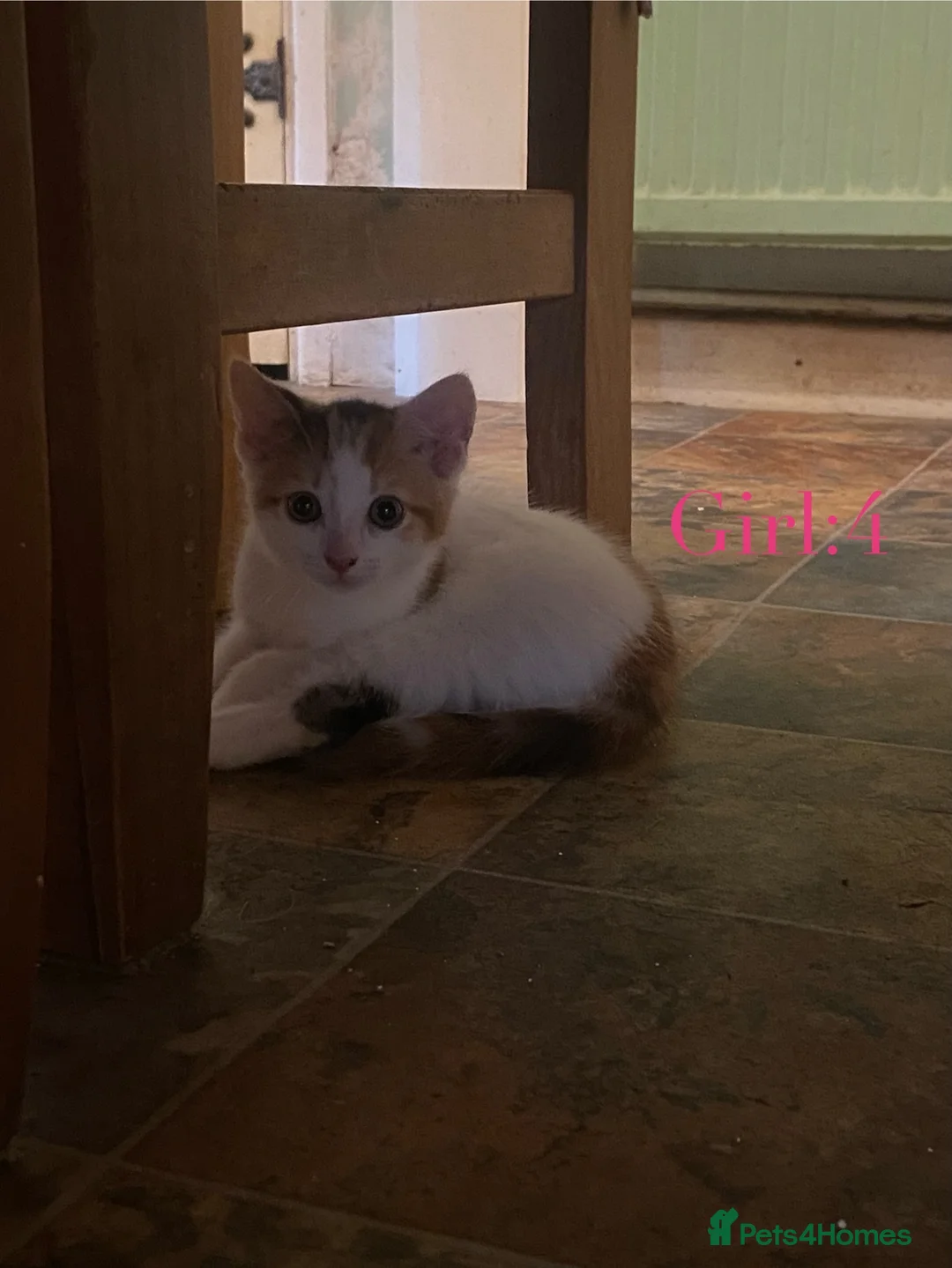 British Shorthair cats for sale: British Shorthair Kittens  - Advert 2