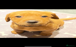 Labrador Retriever dogs for sale: Beautiful fox red and yellow lab puppies  - Image 5