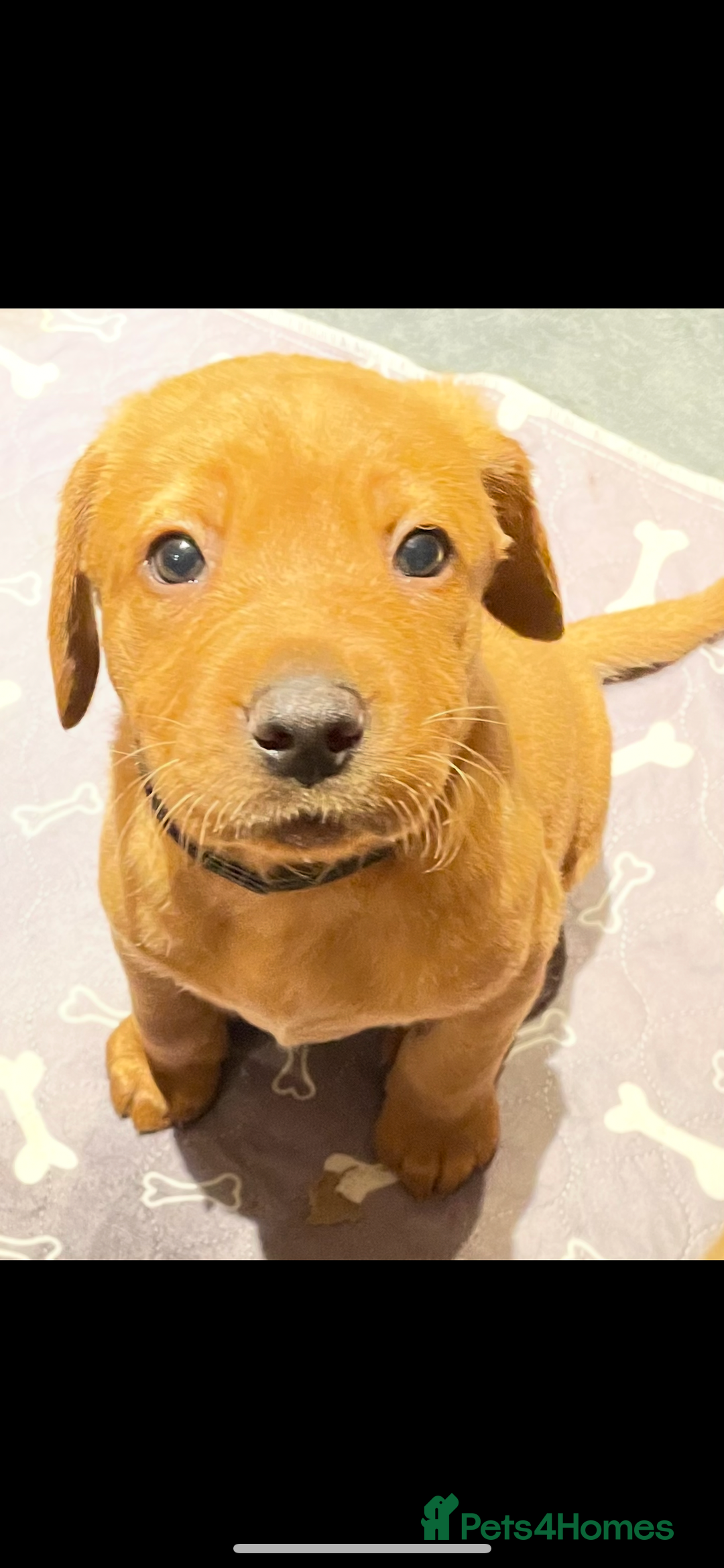 Labrador Retriever dogs for sale: Beautiful fox red and yellow lab puppies  - Image 5