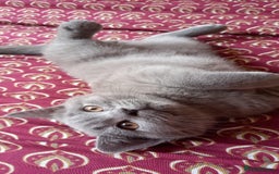 British Shorthair cats for sale: *Nearly Ready* GCCF Registered BSH Kittens  - Image 7