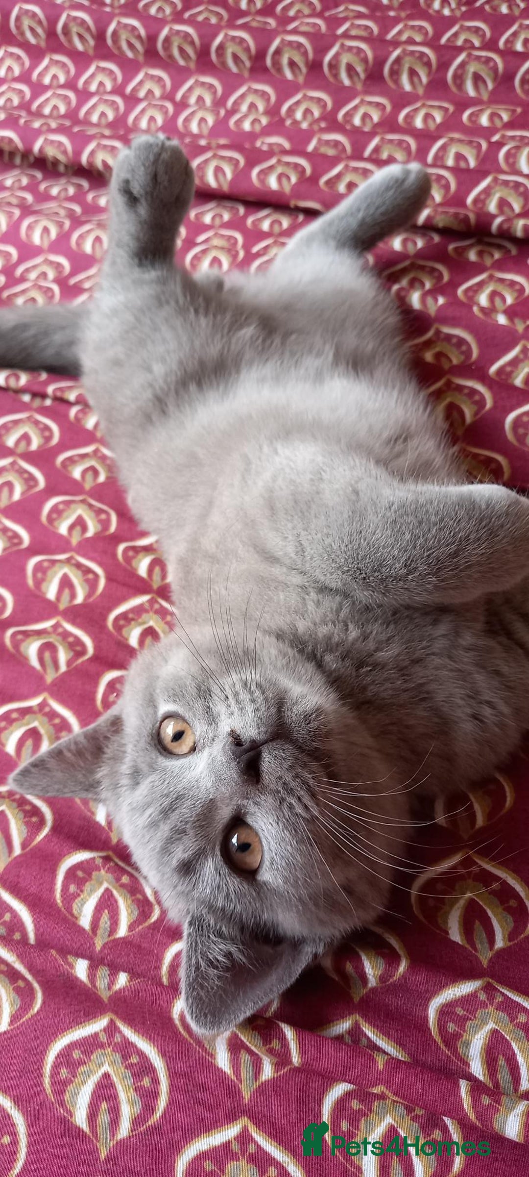 British Shorthair cats for sale: *Nearly Ready* GCCF Registered BSH Kittens  - Image 7