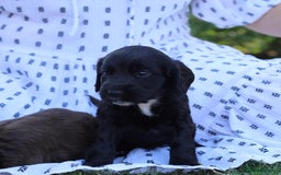 Cocker Spaniel dogs for sale: Adorable cocker spaniel puppies  - Image 4
