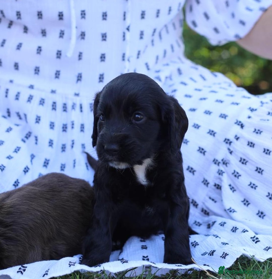 Cocker Spaniel dogs for sale: Adorable cocker spaniel puppies  - Image 4