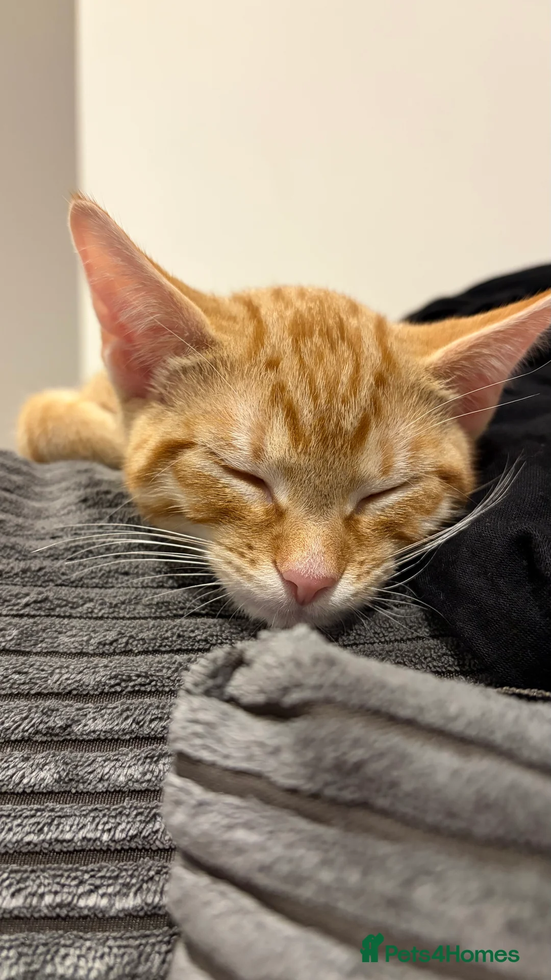 Domestic Shorthair cats for sale: grey and ginger tabby kittens in London - Advert 2