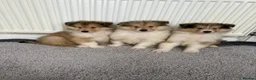Rough Collie dogs for sale: Stunning rough collie puppies for sale  - Advert 3