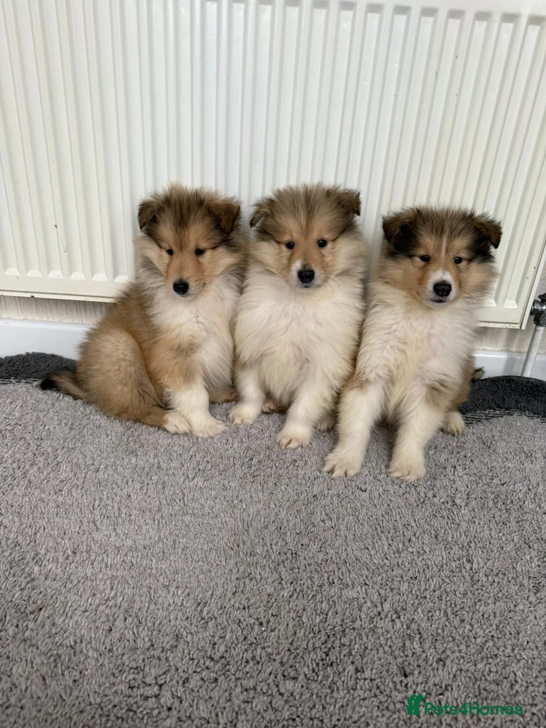 Rough Collie dogs for sale: Stunning rough collie puppies for sale  - Advert 3