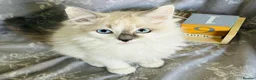 Ragdoll cats for sale: GCCF REGISTERED DNA TESTED PARENTS - Advert 8