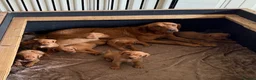 Labrador Retriever dogs for sale: Fox Red KC registered Labradors - Advert 6