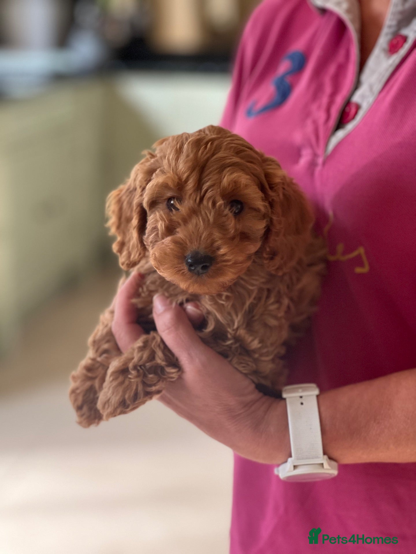 Cockapoo dogs Red Cockapoo Boy - Advert 2