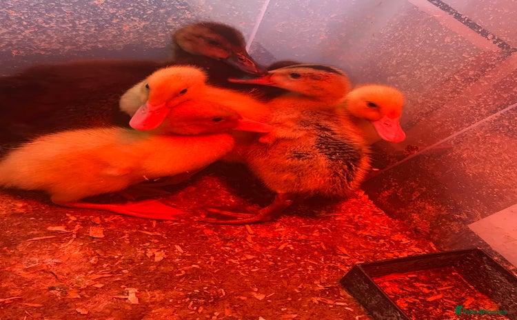 Ducks poultry - Advert 1