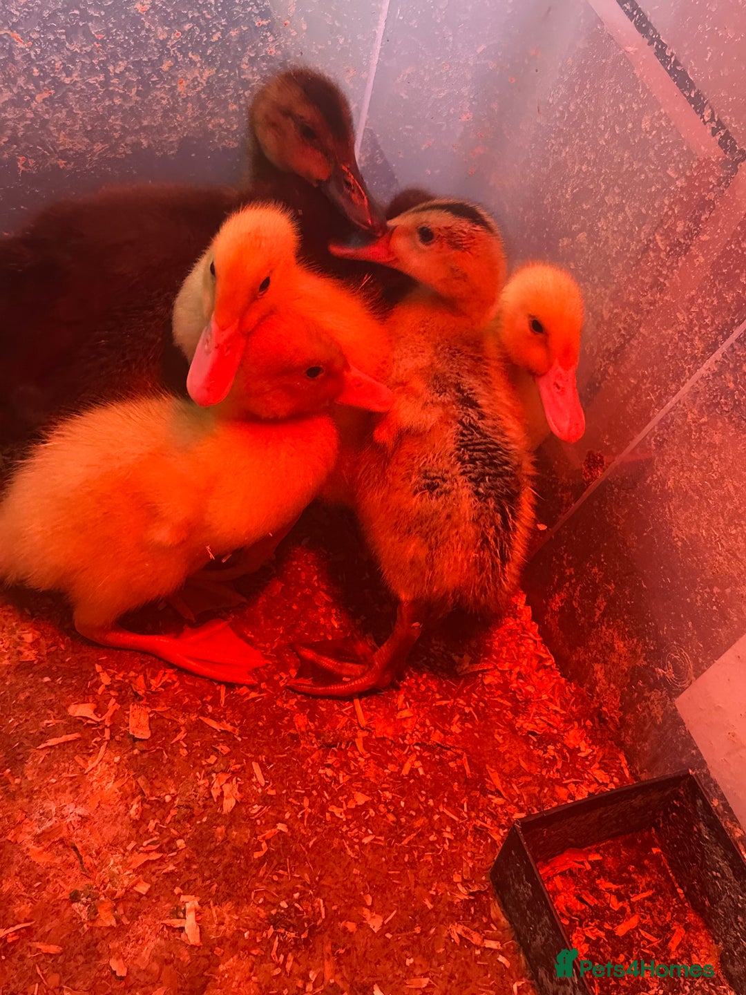 Ducks poultry for sale: 3 ducklings for sale  - Image 1
