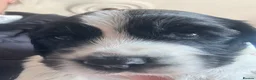 English Springer Spaniel dogs for sale: KC REG CHUNKY CUTIE 🥰 BOYS  - Advert 13