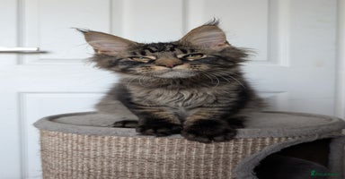 Maine Coon cats - Advert 7