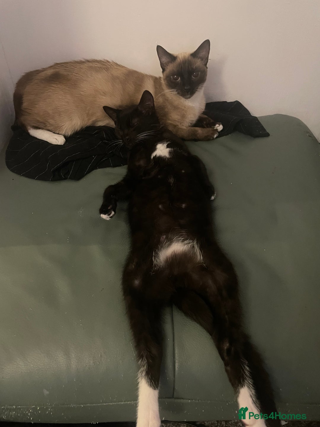 Mixed Breed cats for sale: *Free££* Beautiful brothers looking loving home - Advert 21