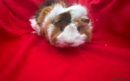 Guinea Pig rodents for sale: Mixed aged females  - Image 11