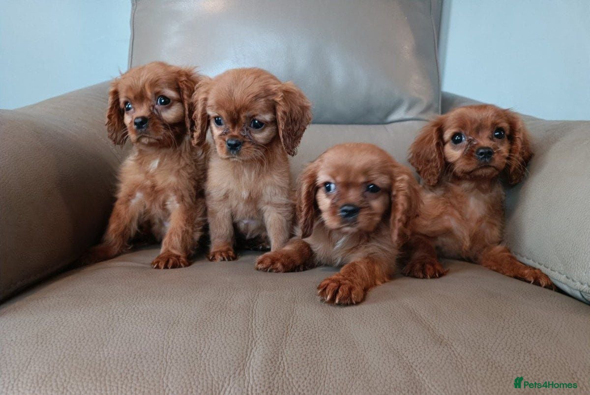Cavalier King Charles Spaniel dogs Cavalier King Charles Spaniel - Advert 1