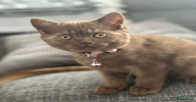 British Shorthair cats in Cradley Heath - Advert 13