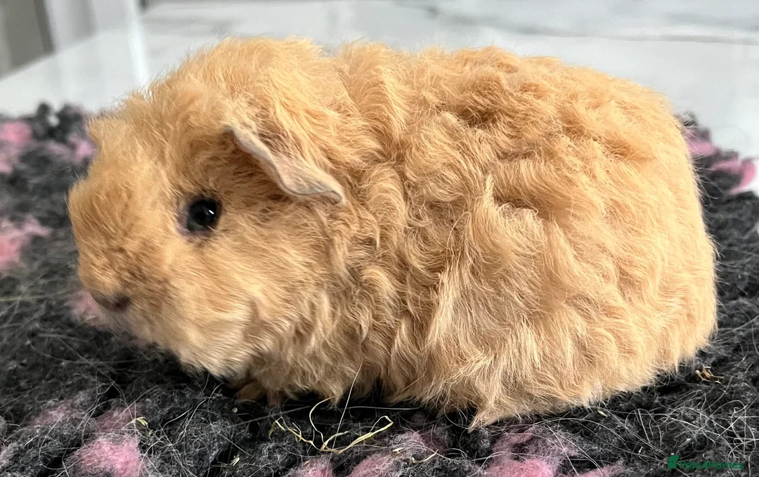 Guinea Pig rodents for sale: Sheltie (silky), coronet, Texel, Merino guinea pig - Advert 21