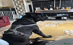 Cane Corso dogs for sale: Cane Corso  - Image 5