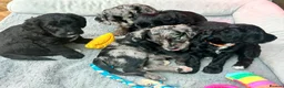 Bordoodle dogs for sale: F1b Bordoodle Puppies - Advert 3